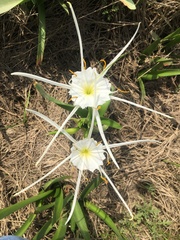 Hymenocallis liriosme