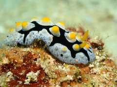 Phyllidia picta