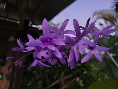 Petrea