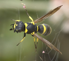 Parancistrocerus declivatus