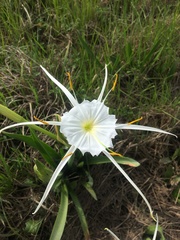 Hymenocallis liriosme