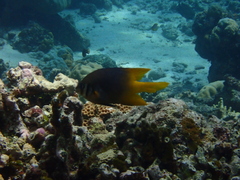 Neoglyphidodon nigroris