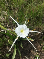 Hymenocallis liriosme