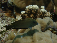 Ctenochaetus cyanocheilus