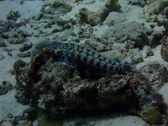 Parapercis clathrata