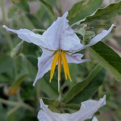 Solanum
