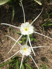 Hymenocallis liriosme