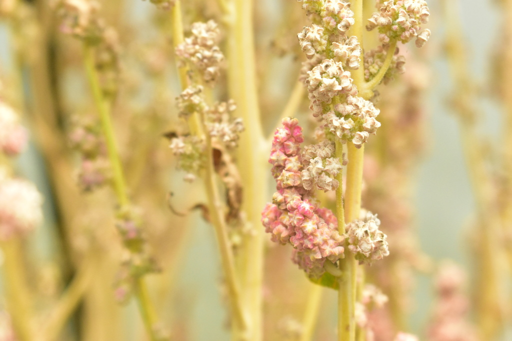 Chenopodium quinoa, Bogotá, Colombia, by zolsemiya