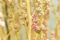Chenopodium quinoa