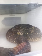 Crotalus durissus