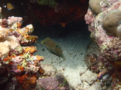Canthigaster papua