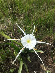 Hymenocallis liriosme