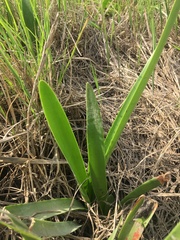 Hymenocallis liriosme