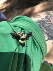 Bombus brasiliensis