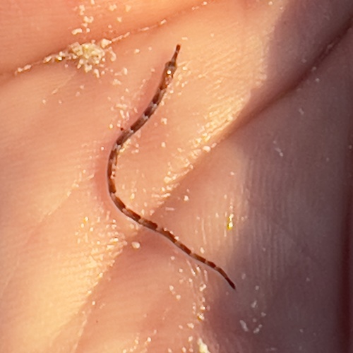 Poey's pipefish (Cosmocampus elucens) — Syngnathidae — 3