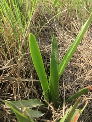 Hymenocallis liriosme