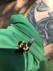 Bombus brasiliensis