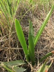 Hymenocallis liriosme