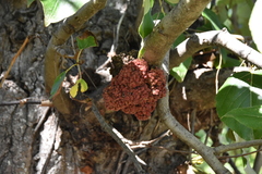 Aceria parapopuli