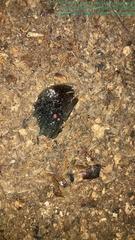 Heraclides rogeri rogeri