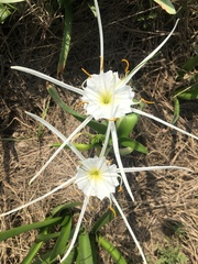 Hymenocallis liriosme