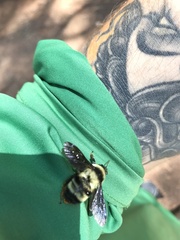 Bombus brasiliensis