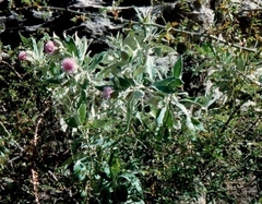 Centaurothamnus maximus