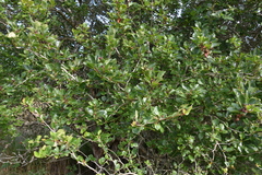 Crataegus gaylussacia