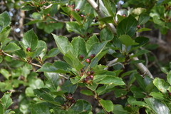 Crataegus gaylussacia