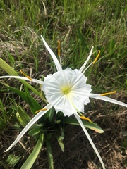 Hymenocallis liriosme