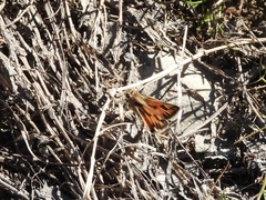 Hylephila fasciolata