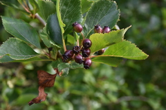 Crataegus gaylussacia