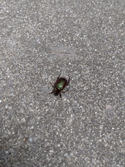 Callistethus marginatus