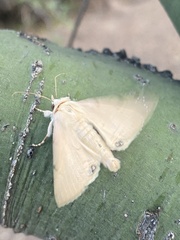 Litoprosopus coachella