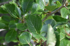 Crataegus gaylussacia