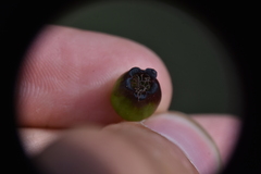 Crataegus gaylussacia