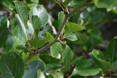 Crataegus gaylussacia
