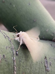 Litoprosopus coachella