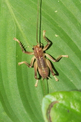 Gryllacrididae