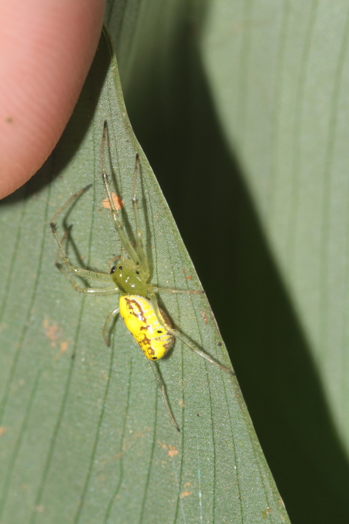 Alpaida delicata