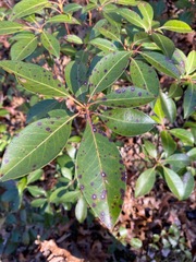 Mycosphaerella colorata