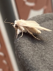 Litoprosopus coachella