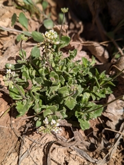 Lepidium lasiocarpum