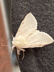 Litoprosopus coachella