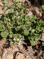 Lepidium lasiocarpum