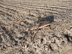 Neoptychodes trilineatus