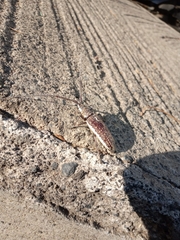 Neoptychodes trilineatus