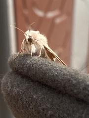 Litoprosopus coachella