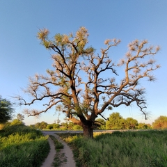 Erythrina crista-galli