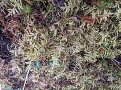 Pleurozium schreberi